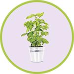 BASIL BASIL