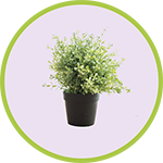 PLANT ICO palm tree