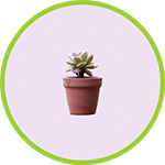SUCCULENT IN POT palm tree