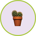cactus-plant-studio-still-life cactus