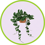 hanging-pothos-plant-gray palm tree