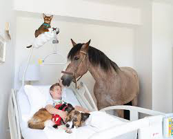 therapy horse